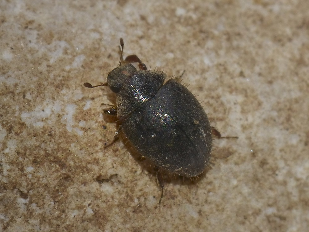 Cosa potrebbe essere? Curimopsis maritima (Byrrhidae)